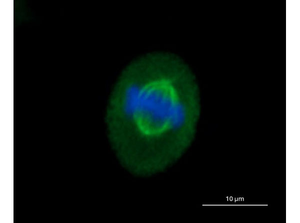 Immunofluorescence of Goat Anti-Mouse IgG DyLight™ 488